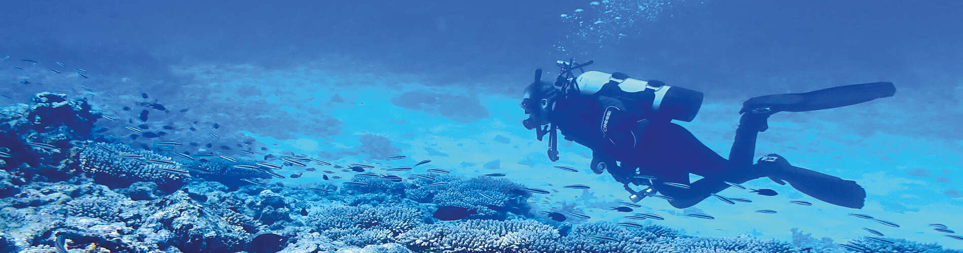 Bry Wilson is diving in looking for samples